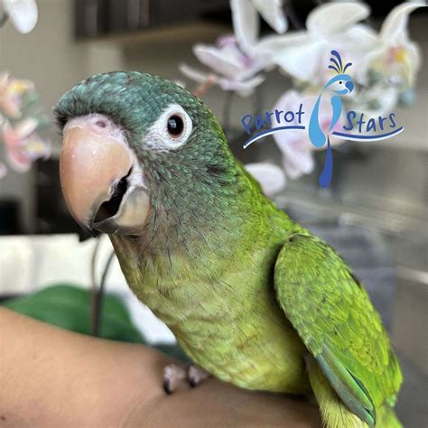 Baby Blue Crown Conure Available at Parrot Stars!