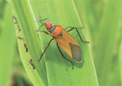 Essential oils as green controllers of the cotton pest Dysdercus