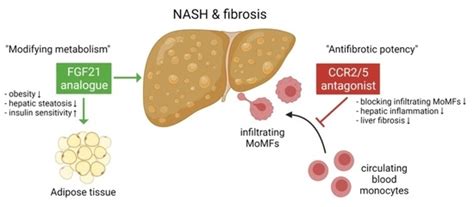 Combined Therapy with a CCR2/CCR5 Antagonist and FGF21 Analogue ...