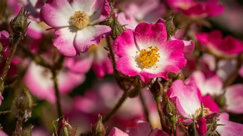 Download wallpaper 1920x1080 rose hips, petals, pink, flowers full hd ...