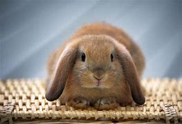 Image result for Easter Bunny Images. Free
