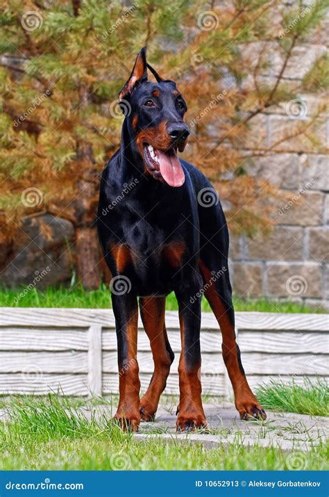 Doberman Scary 的图像结果