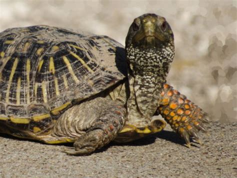 Image result for Biggest Box Turtle