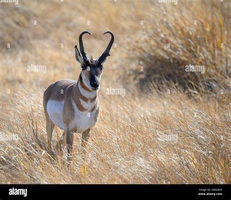Pronghorn In Oregon at Victoria Mcbrien blog
