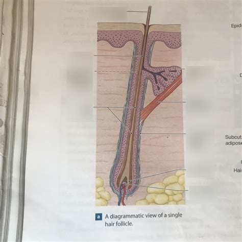 diagram of hair follicle- Anatomy Ch. 4 Diagram | Quizlet