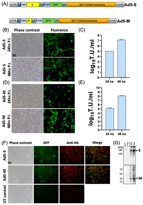 Humoral Immune Response in Immunized Sheep with Bovine Coronavirus ...