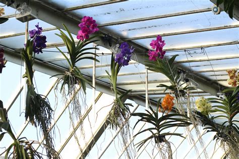 Vibrant Orchids Hanging in Sunlit Greenhouse · Free Stock Photo