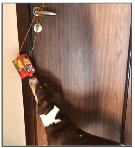 Dog Games to Make at Home: Juice the Box