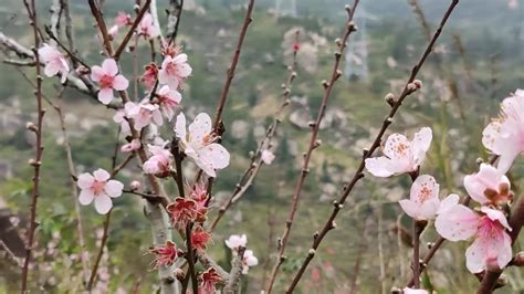 【图集】初春，来汕头巨峰寺赴一场“桃花之约”|汕头市_新浪新闻