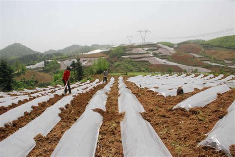 陕西农户称承包林地的4500株核桃树遭当地村委会砍伐：事前根本没有通知|林业|补贴|通知_新浪新闻