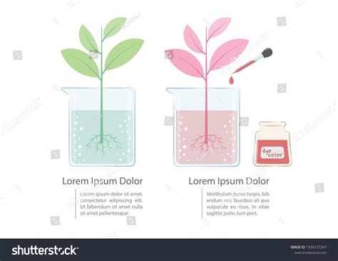 211 Plant Growth Roots Water Infographic Images, Stock Photos & Vectors | Shutterstock