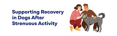 Supporting Recovery in Dogs After Strenuous Activity | K9 Vitality