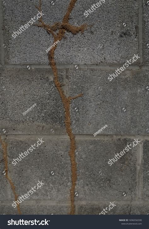 828 Concrete Termite Images, Stock Photos & Vectors | Shutterstock