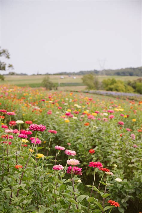 fall-pick-your-own-flowers-simmons-farm-flower-photography-lr-2 - Allyn ...
