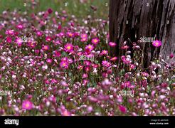 Image result for Maryland Spring Wildflowers