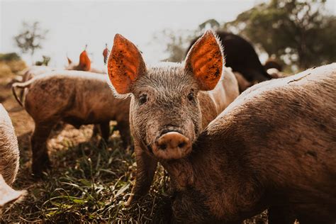 Unearthing Brisbane's agricultural strengths - Why Queensland's capital is leading the nation in ...