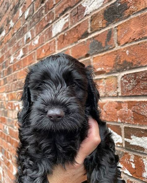 Image result for Baby Black Cockapoo