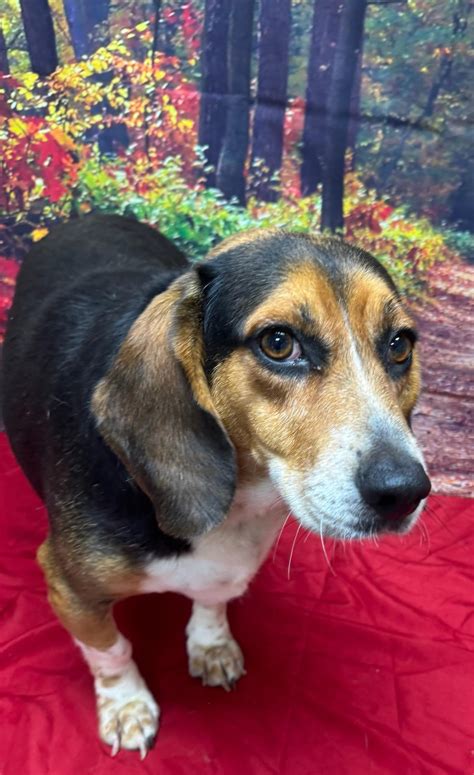 Dog for adoption - Bo Beagle, a Beagle in Urbana, OH | Petfinder