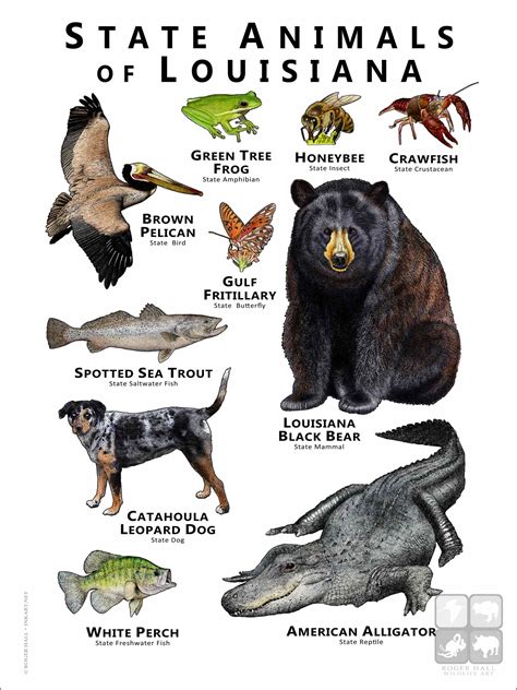 Louisiana Animals