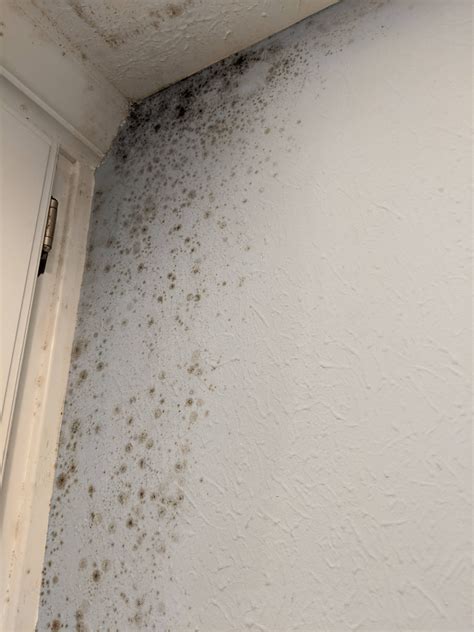 Mildew On Walls