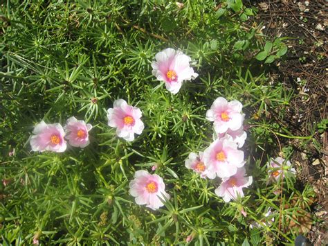 Moss Rose (Portulaca grandiflora) - Richard Lyons Nursery, Inc.