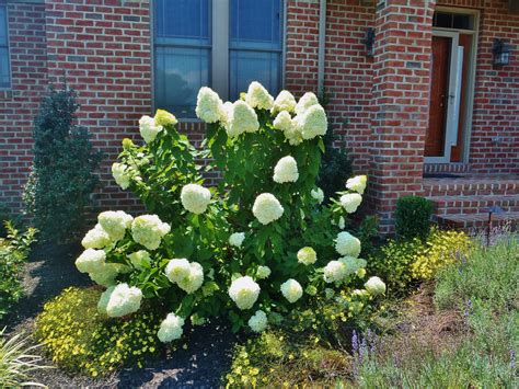 Limelight Hydrangea
