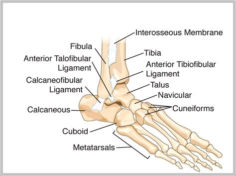 Bones Of The Ankle Image - Anatomy System - Human Body Anatomy diagram ...