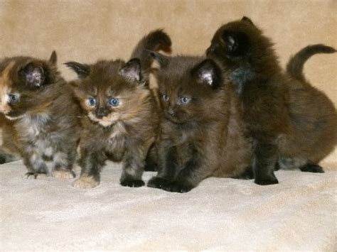 Super typvolle Maine Coon Kittem mit klasse Stammbaum in Herbrechtingen ...