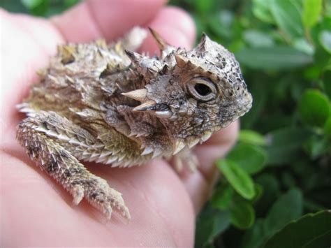 Desert Horned Lizards