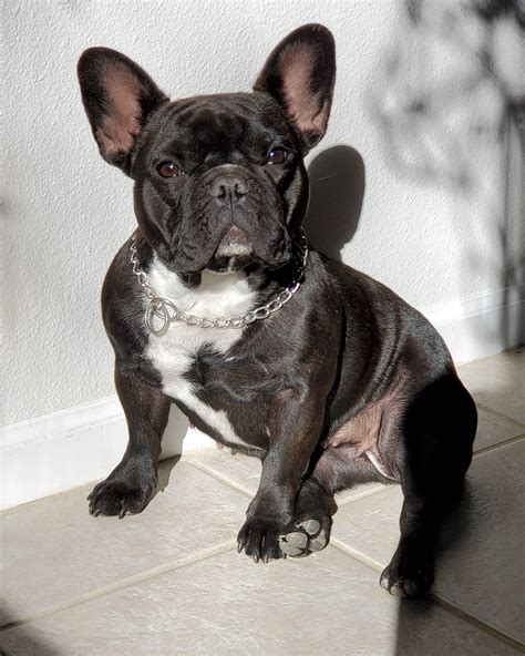 What Is Brindle French Bulldog