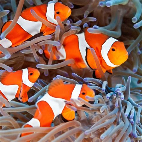 10 Fun Facts About Clownfish (Anemonefish) - Factopolis