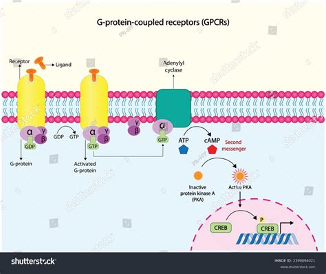 G Protein Coupled Receptors Camp