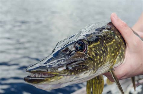 The Facts About Northern Pike Teeth | Fishing Munk
