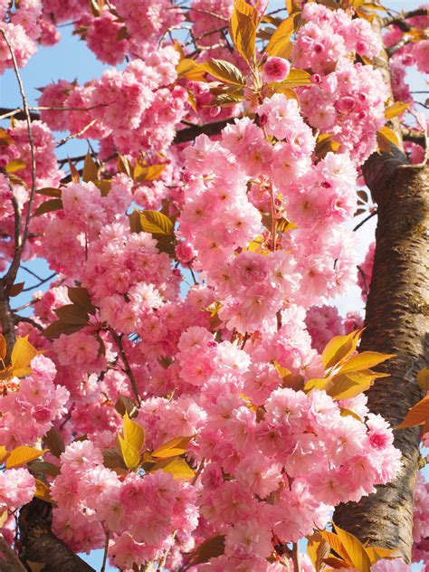 Free Images : tree, branch, flower, petal, bloom, food, spring, produce, pink, flora, cherry ...