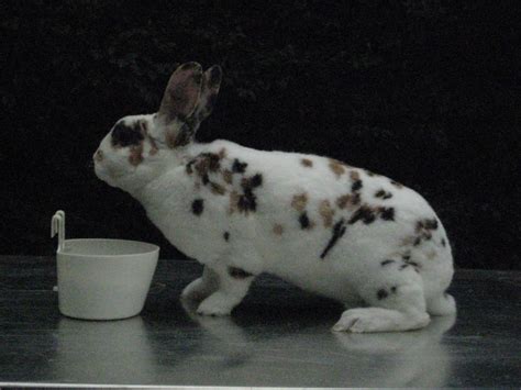 Zwerg Rexe Dalmatiner dreifarbig und japanerfarbig in Neuhof | Tiere ...