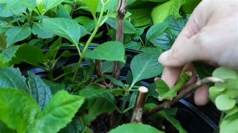 Propagating Hydrangeas 的图像结果