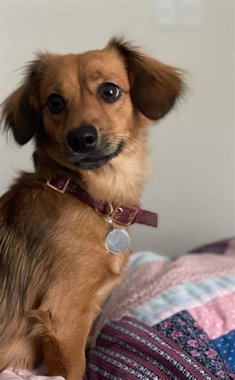 This sweet girl kinda just fell into my lap (coincidentally on National ...