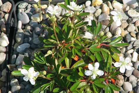Sibbaldia tridentata (Aiton) Paule & Soják | Plants of the World Online ...