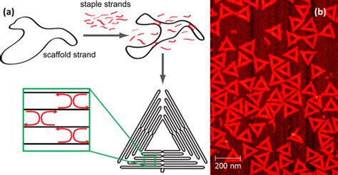 Molecular Processes Studied at a Single-Molecule Level Using DNA ...