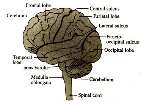 Lateral View Of The Brain