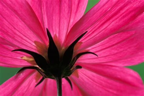 🔥 [40+] Flower Close Up Wallpapers | WallpaperSafari