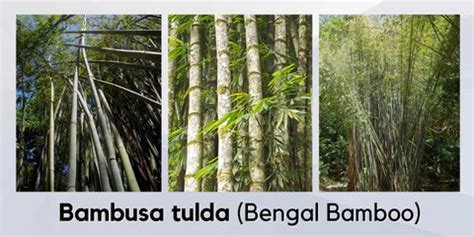 Fastest Growing Bamboo Species in India – Meserii