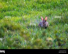 Image result for Rabbit in a Bush