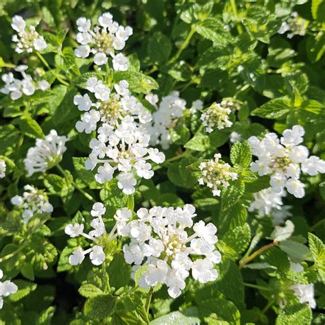 White Trailing Lantana, Weeping Lantana - Perennials - All - Almost Eden