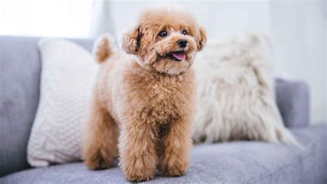 Cute Toy Puppy Breeds