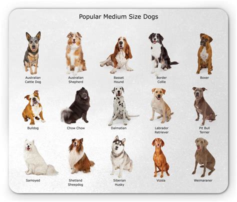 Major Groups Of Dogs