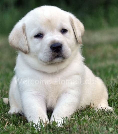 Yellow Lab Puppy from www.welcomehomelabs.com | Cute dogs and puppies ...
