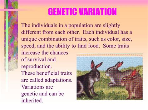 Image result for Variation Natural Selection