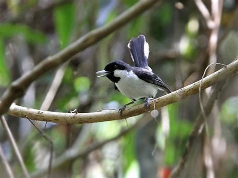 Black-bibbed Monarch - eBird