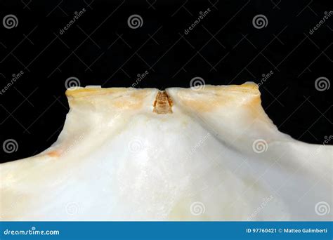 Image result for Scallop Shell Inside
